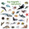 Fridge Magnets for Toddlers - Magdum  30 Sea Animal Magnets for Refrigerator  Real Ocean Animal Magnets for Children  Big Realistic Magnets for Kids - Baby Learning Toy Set - Baby Educational Gift view 3