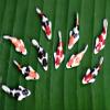 Buy Easy 10 Mix Colorful Koi Fish Fairy Garden Animal Dollhouse Miniature Docoration view 3