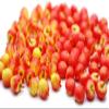 Buy Easy 20 Mix Red and Gala Apple Mini Size 0.7 mm Dollhouse Miniatures Food Kitchen Docoration view 1