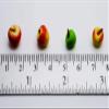 Buy Easy 20 Mix Red and Gala Apple Mini Size 0.7 mm Dollhouse Miniatures Food Kitchen Docoration view 2