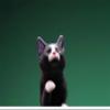 Lana Toys WLNTDOLA 1:6 Scale Chinese Garden Cat 2.0 Pet Healing Figure Animal Model view 3