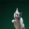 Lana Toys WLNTDOLA 1:6 Scale Chinese Garden Cat 2.0 Pet Healing Figure Animal Model view 3
