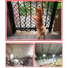 AWSAD Children Pet Safe Guard Net, Cat Safety Net, Playground Nylon Rope Balcony Stairs Protective Net, Plant Climbing Net Color : 10cm mesh, Size : 24m(713ft) view 2