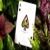 2021 Summer Collection: Jungle Playing Cards by CardCutz view 3
