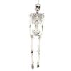 Alvinlite Halloween Skeletons Posable Halloween Decoration Full Body Skeletons Props Skull Decor for Halloween Party House Costume(L) view 1