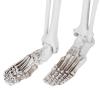 Alvinlite Halloween Skeletons Posable Halloween Decoration Full Body Skeletons Props Skull Decor for Halloween Party House Costume(L) view 4