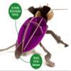 Build Your Own Striking Stag Beetle - Pull Tab Pincer Snapping Action - Eco Friendly Cardboard Craft Kit - Ages 8+ view 4