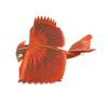 Dancing Wings Hobby Remote Controlled Scale EPP Training Airplane 1170mm Northern Cardinal (E3401) view 3