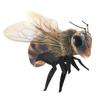Folkmanis Mini Bee Finger Puppet,Black; Orange-Yellow view 3