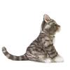 Folkmanis Mini Gray Tabby Cat Finger Puppet, Gray; Black; White view 3