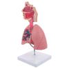 4D Model, Teaching Respiratory Lung Model with Head and Lungs, Hands-On 3D Model Study Tools for Anatomy and Physiology Students Display Teaching Tool view 1