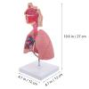 4D Model, Teaching Respiratory Lung Model with Head and Lungs, Hands-On 3D Model Study Tools for Anatomy and Physiology Students Display Teaching Tool view 2