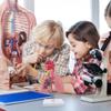 4D Model, Teaching Respiratory Lung Model with Head and Lungs, Hands-On 3D Model Study Tools for Anatomy and Physiology Students Display Teaching Tool view 4