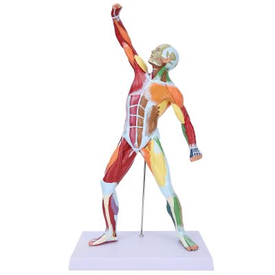 Muscles Model, Body Muscle Structure Model Miniature Human Body Musculoskeletal Muscular System Model Human Muscle Structure Model for Teacher Teaching