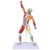 Muscles Model, Body Muscle Structure Model Miniature Human Body Musculoskeletal Muscular System Model Human Muscle Structure Model for Teacher Teaching view 1