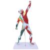 Muscles Model, Body Muscle Structure Model Miniature Human Body Musculoskeletal Muscular System Model Human Muscle Structure Model for Teacher Teaching view 3