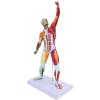Muscles Model, Body Muscle Structure Model Miniature Human Body Musculoskeletal Muscular System Model Human Muscle Structure Model for Teacher Teaching view 4