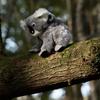 Animigos World of Nature Koala and Baby view 3