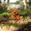 Animigos World of Nature Cockapoo Dog view 4