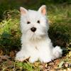 Animigos World of Nature Westie Dog view 4