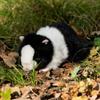 Animigos World of Nature Black and White Guinea Pig view 3