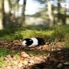 Animigos World of Nature Black and White Guinea Pig view 4