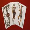 Anatomica Playing Cards view 2