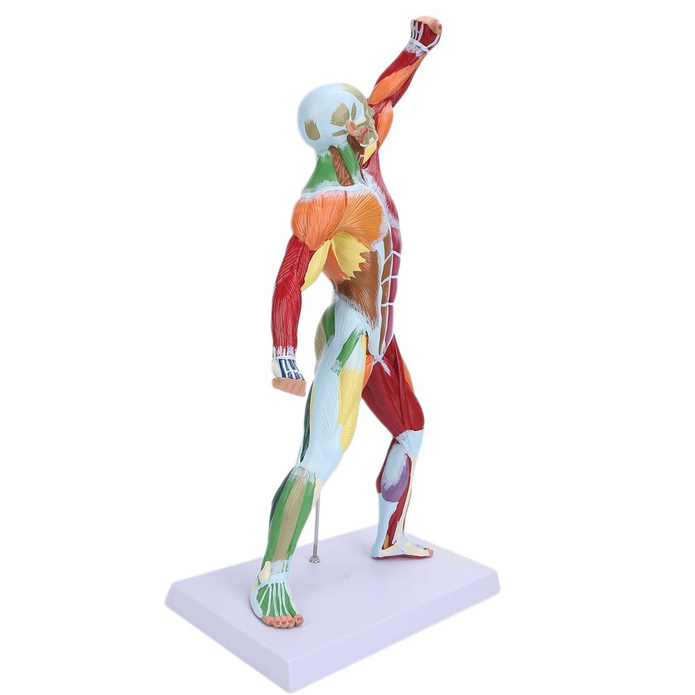 LZKW Body Muscle Structure Model, Reliable Muscular System Model Durable Muscle Education for Art Teaching for Explanation