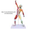 LZKW Body Muscle Structure Model, Reliable Muscular System Model Durable Muscle Education for Art Teaching for Explanation view 2