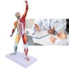 LZKW Body Muscle Structure Model, Reliable Muscular System Model Durable Muscle Education for Art Teaching for Explanation view 4