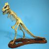 Gurenco Model GM07906 1/24 Tyrannosaurus Skeleton Model Plastic Model, Molded Color view 2
