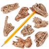 ArtCreativity Dinosaur Fossil Pencil Tops, Set of 12, Dinosaur Party Favors and Classroom Prizes for Kids, Great Back to School Gifts for Boys and Girls, Durable Plastic Dinosaur Pencil Toppers view 1