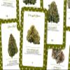 Ibiza Tarot Cannabis Oracle - Major Arcana - Tarot Cards | Fortune Telling Tarot Card Deck for Beginners | Authentic Tarot Experience - Set of 22 Cards view 3