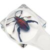 6 PCS Resin Insect Specimen Set, Butterfly, Jewel Frog Beetle, Silk Moth, Chafer, Stinkbug, Wasp, Science Education Toy for Kids view 3