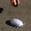 Tipmant RC Bug Remote Control Worm Realistic Pillbug Electronic Animal Prank Toy Insect Car Vehicle Kids Birthday Gifts (White) view 3