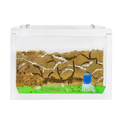 AntHouse - Natural Sand Ant Farm | 3D White Starter Kit 7.87 x 3.94 x 3.94 in