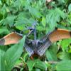 Gemini&Genius Pterodactyl Dinosaur Toys, Flying Dinosaur Figurine, Pteranodon Toys, Pterosaur Model Great Gifts and Cake Toppers or Kid view 4