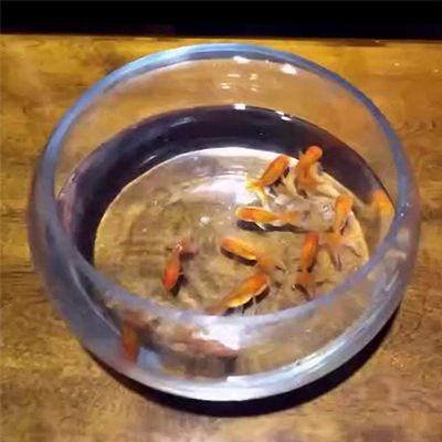 Appearing Goldfish Gimmick - Close Up Trick / Magic Trick / Magic Props / Party Trick / Magic Gimmick
