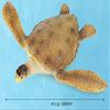 SmilerSmile Simulated Ocean Big Animal, One pc 15 Inch Soft Filled Rubber Sea Educational Toys (Sea Turtle) view 2