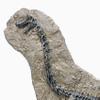 XINDAM Resin Brachiosaurus Dinosaur Fossil Statue Model Simulated Skeleton Home Office Display Decorative Craft Box Decoration (Style 7) view 3