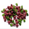 12 Beetroots Vegetable Dollhouse Miniatures Food Kitchen by 1shopforyou view 3