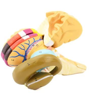ZCBYBT Human Brain Model Internal Capsule and Basal Nucleus Nucleus Model Brain Anatomical Model Suitable for Teaching Demonstration