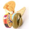 ZCBYBT Human Brain Model Internal Capsule and Basal Nucleus Nucleus Model Brain Anatomical Model Suitable for Teaching Demonstration view 2