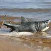 EOIVSH Large Megalodon Shark Toy, Plastic Ocean Animal Figurine, Realistic Sea Monster Toy Figure for Collection Gift, Bath Toy, Cake Topper view 4