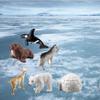 NatureMan Mini Arctic Animals Toys Set 10PCS Polar Animal Figurines Toy PlaysetIncludes Polar Bear Seal Reindeer Wolf Rabbit Arctic Fox Igloo for Toddlers Birthday Gift view 2