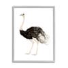 Stupell Industries Ostrich Bird Watercolor Portrait Kids' Nursery Wildlife Animal, Design by Fox Hollow Studios view 1