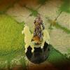 LITKO Llama Character Mount | Alpaca | Role Playing Games | Compatible with Dungeons & Dragons and Pathfinder Games (Ivory, 50mm Circular Base) view 2