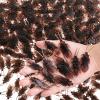 Jucoan 300 Pack Fake Roaches, Realistic Plastic Roach Bugs, Fake Prank Simulated Cockroaches Insect Gag Gift for Halloween Party Decor, Prank Tricks Joke view 1