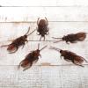 Jucoan 300 Pack Fake Roaches, Realistic Plastic Roach Bugs, Fake Prank Simulated Cockroaches Insect Gag Gift for Halloween Party Decor, Prank Tricks Joke view 3