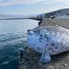 23.7 inch Large Seal Plush Pillow: Soft Stuffed Animal Toy ,Chubby Blob Seal Plushie for Boys Girls, Cute Room Decor Ocean Animals Pillow for Bed Sofa, Kids Gifts for Birthday,Valentine,Christmas view 3